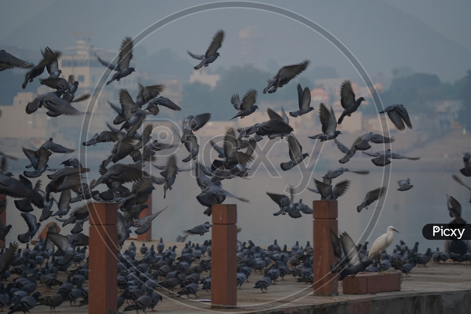 Pigeons at Pushkar