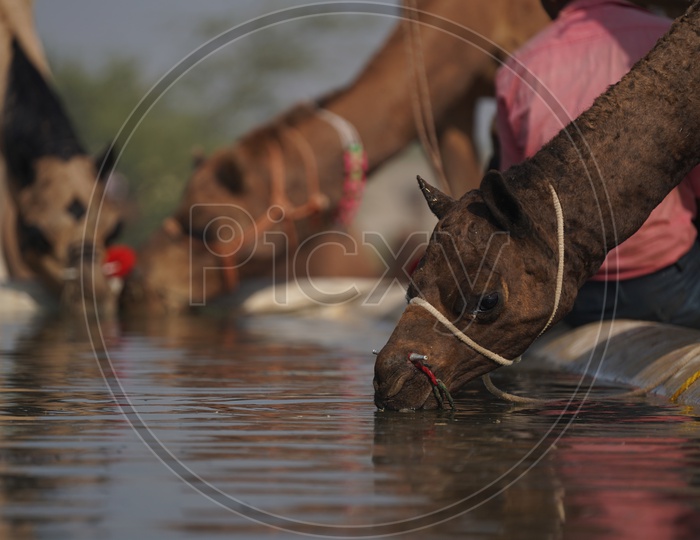 Camels Drinking Water in a Water Tub in Pushkar Camel Fair