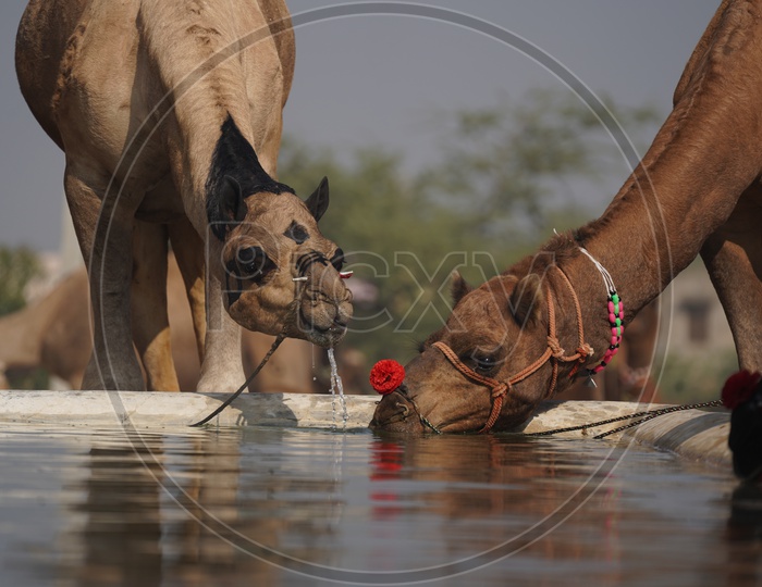Camels Drinking  Water in Pushkar Camel Fair