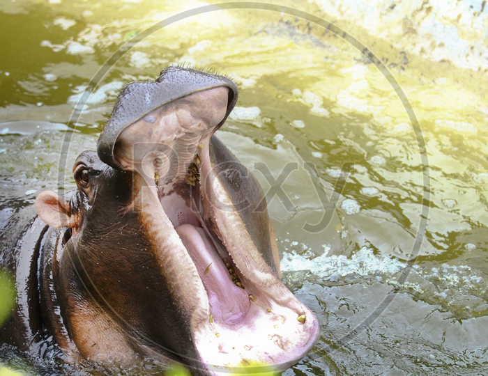 Yawn Hippo