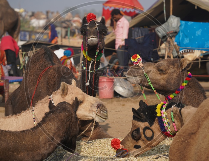 Camels in  Pushkar Camel Fair