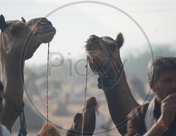 Camels in Pushkar Camel Fair