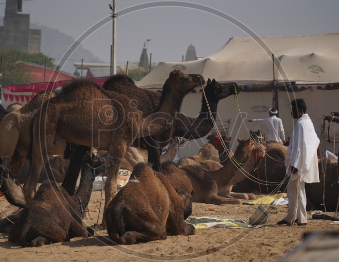 Camels at Pushkar Camel Fair, 2018