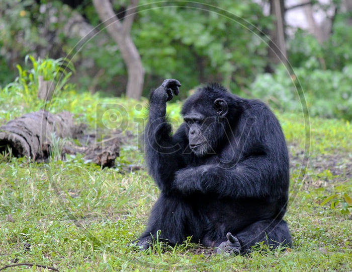 Biceps Chimpanzee