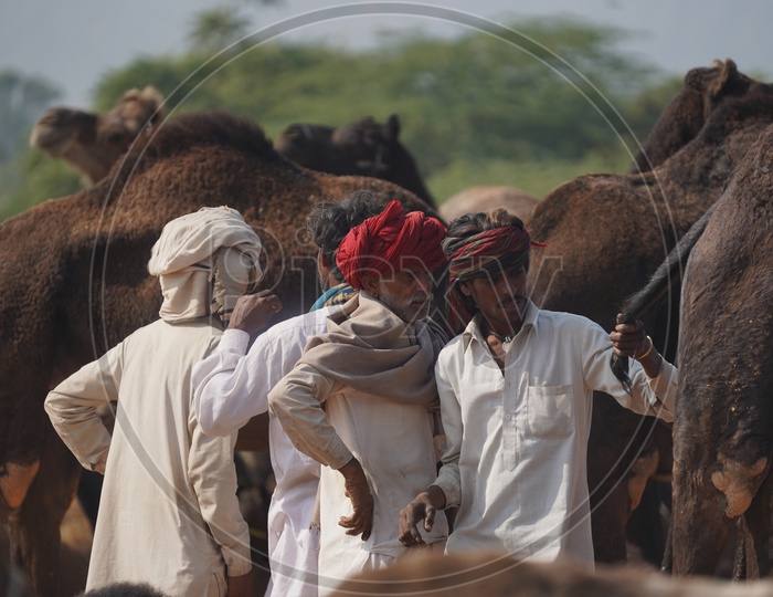 Rajasthani Men with Camels at Pushkar Camel Fair, 2018