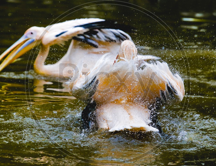 Pelican fight