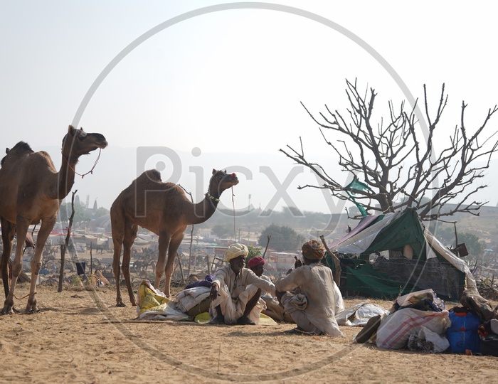 Cameles / Camelestrian With His Camel in Pushkar Camel Fair