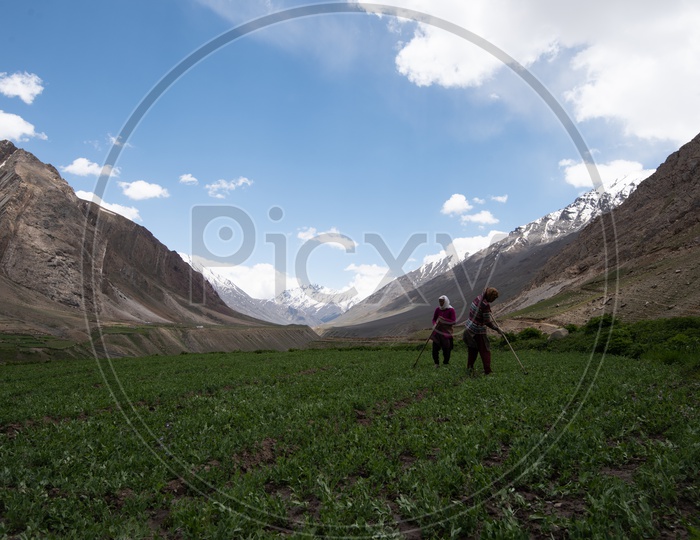 Woman Working in Agricultural Field in Leh / Ladakh with Sand Dunes and Sky as backdrop