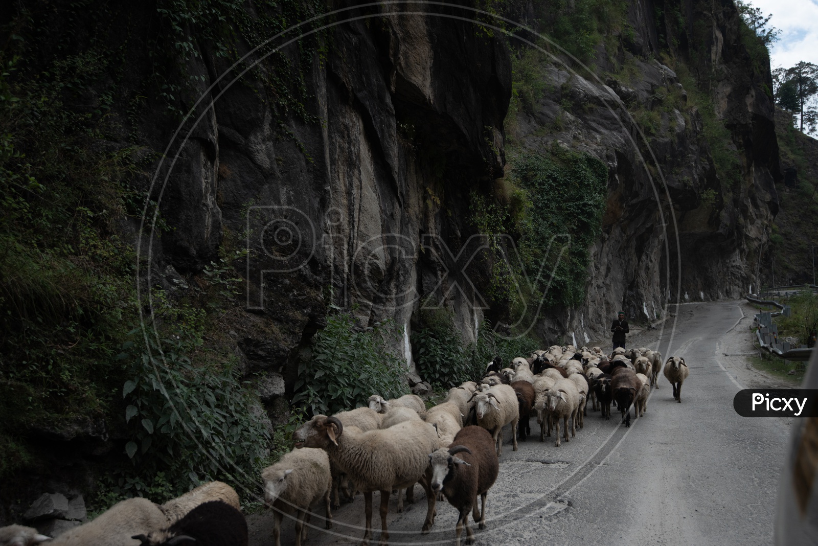 A Shepard With his Flock on roads Of Leh / Ladakh