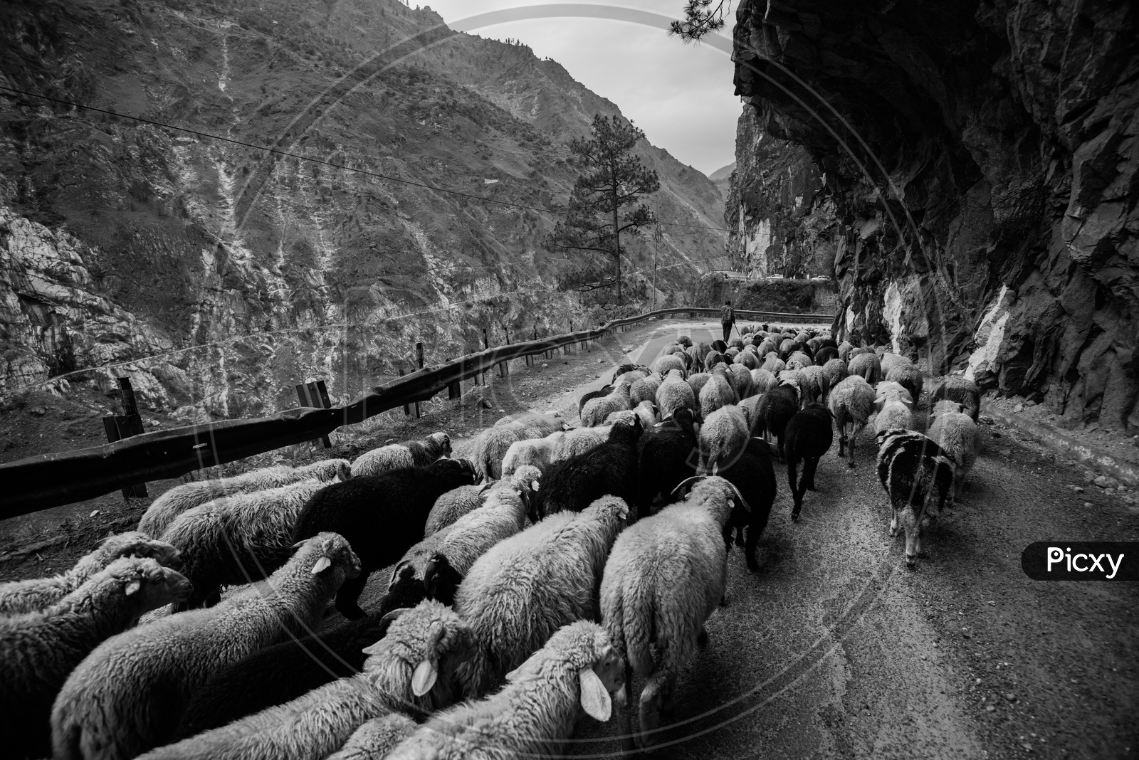 Sheep Flock on Ghat Roads in Leh / Ladakh  with Curves and Cave like Cravings