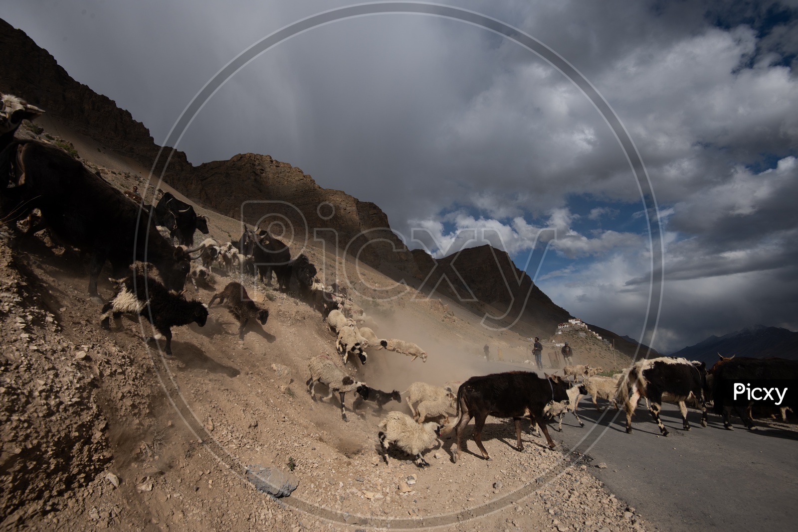 Bisons in Dunes of Leh or Ladakh with sky as a Background
