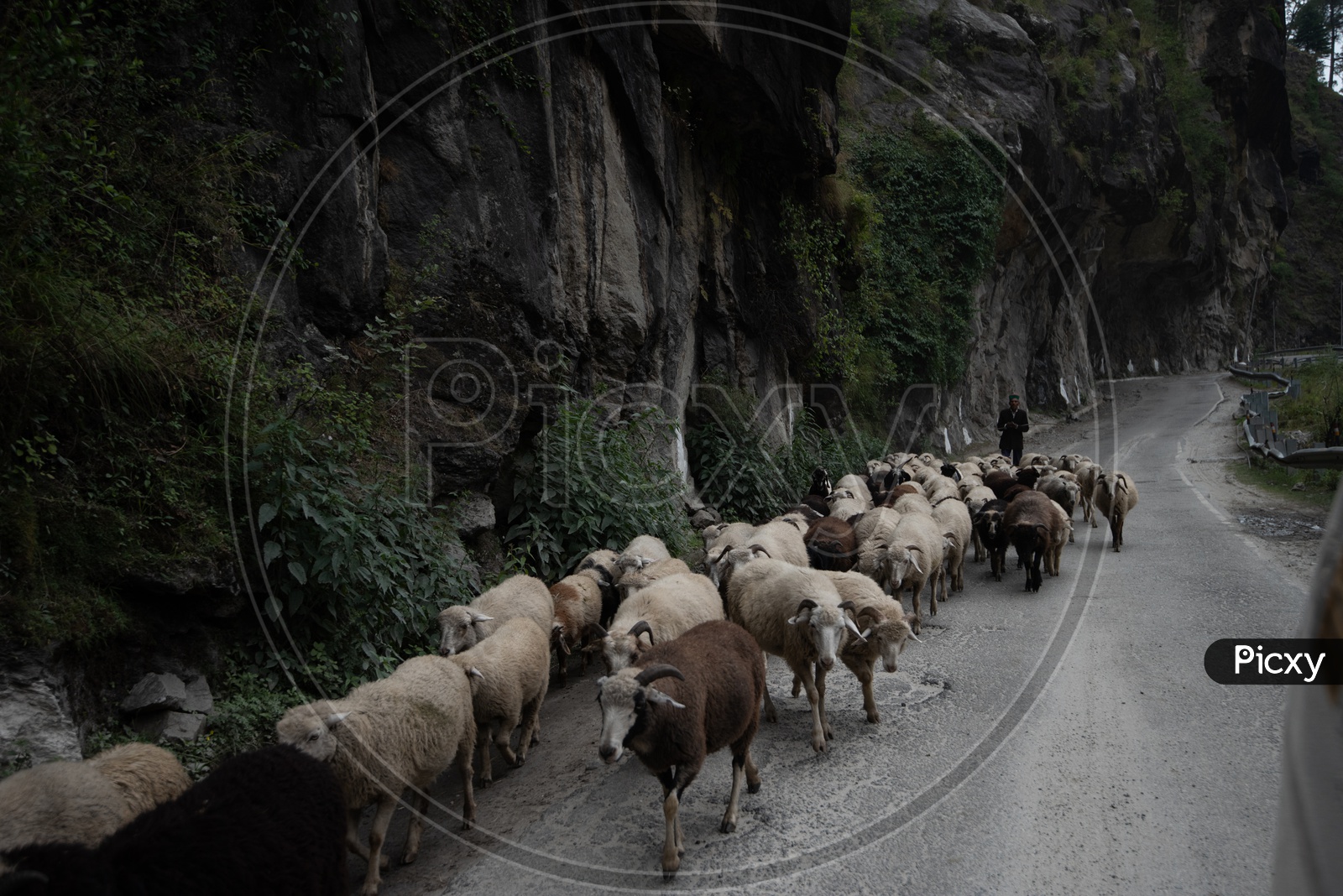 A Flock Of Sheep on Roads of Leh / ladakh