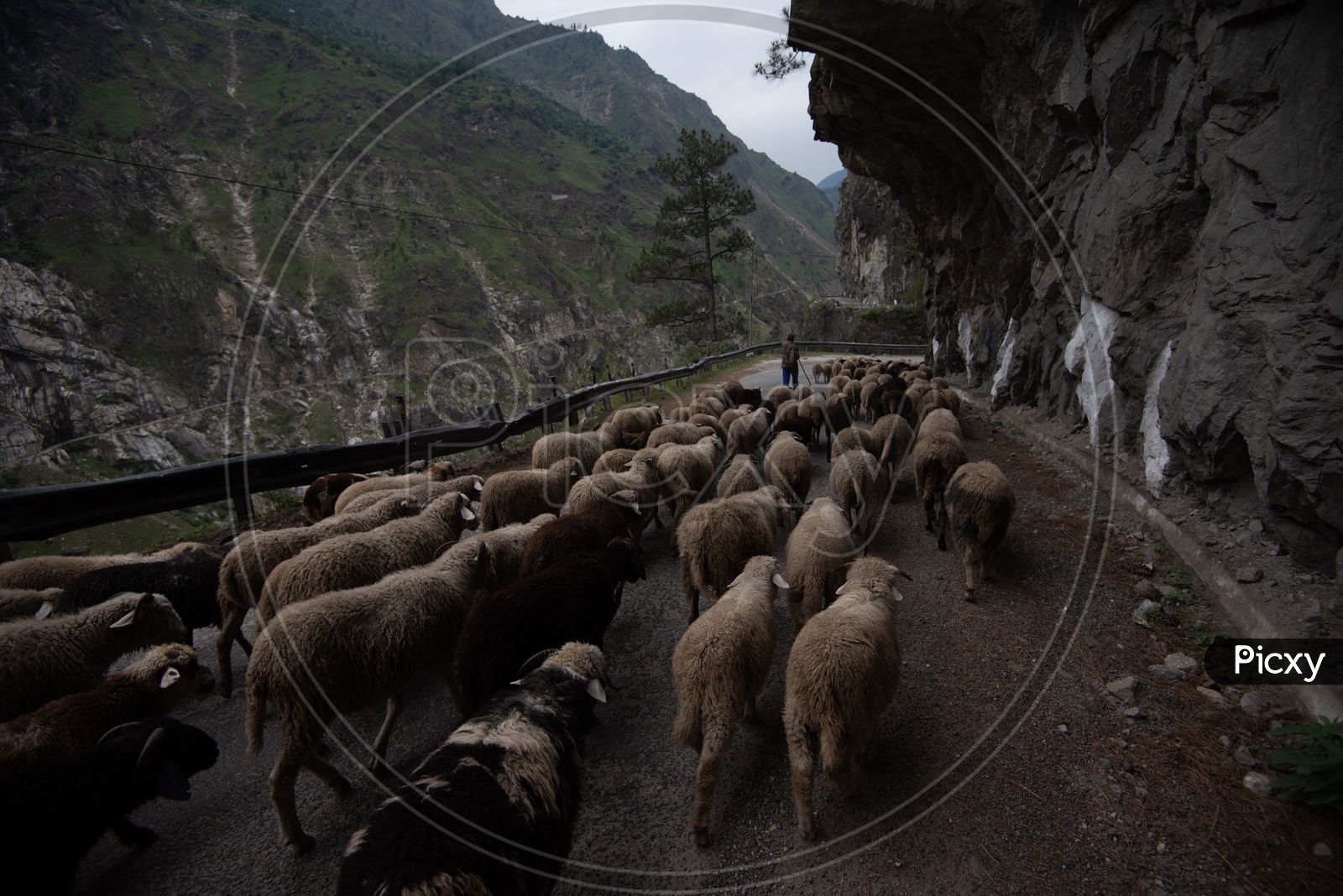 Sheep Flock on Ghat Roads in Leh / Ladakh  with Curves and Cave like Cravings