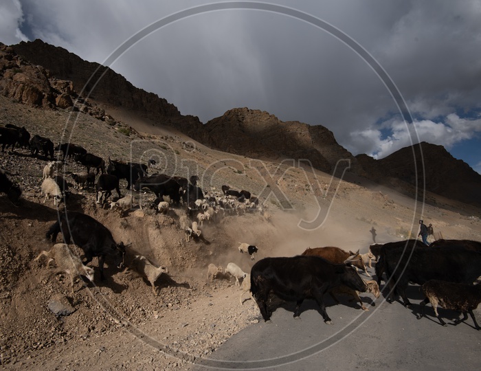 Bisons / Sheeps  in Dunes of Leh or Ladakh with sky as a Background