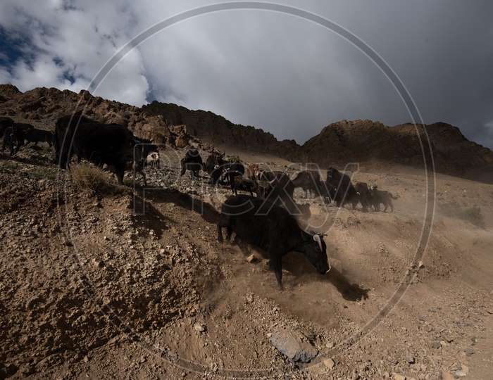 Bisons in Dunes of Leh or Ladakh with Sky as a Background