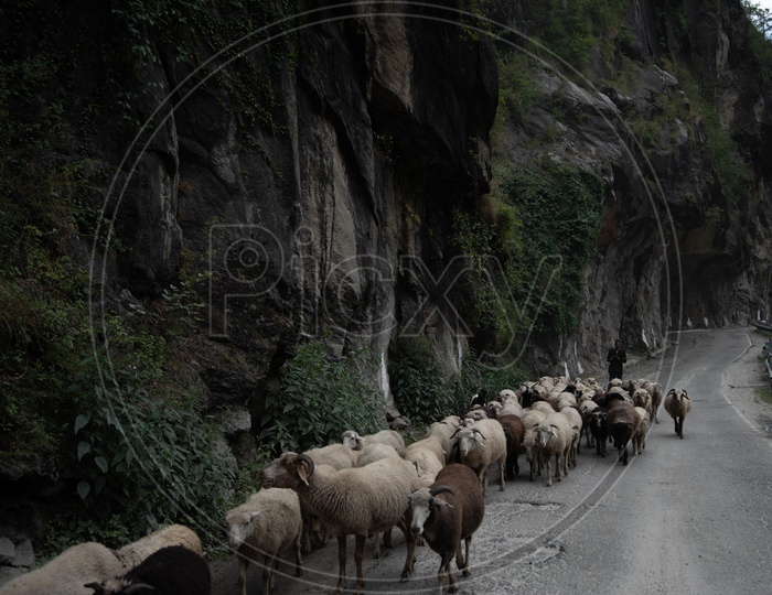 A Shepard With his Flock on roads Of Leh / Ladakh