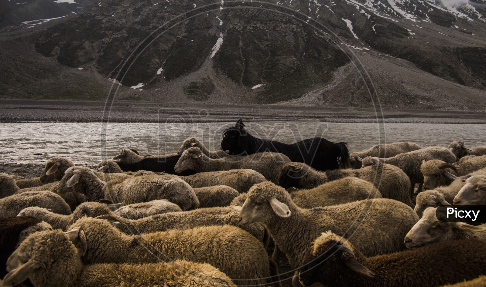 Sheeps in River Valley Of Leh / Ladakh