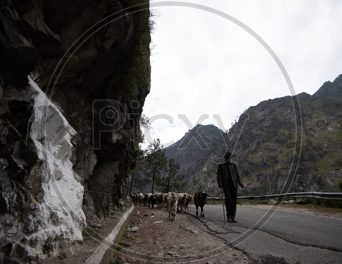 A Shepard Spotted With Flock Of Sheep On Roads Of Leh / Ladakh