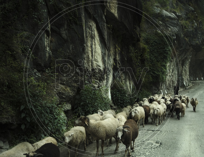 Sheeps Passing on roads in Leh / Ladakh