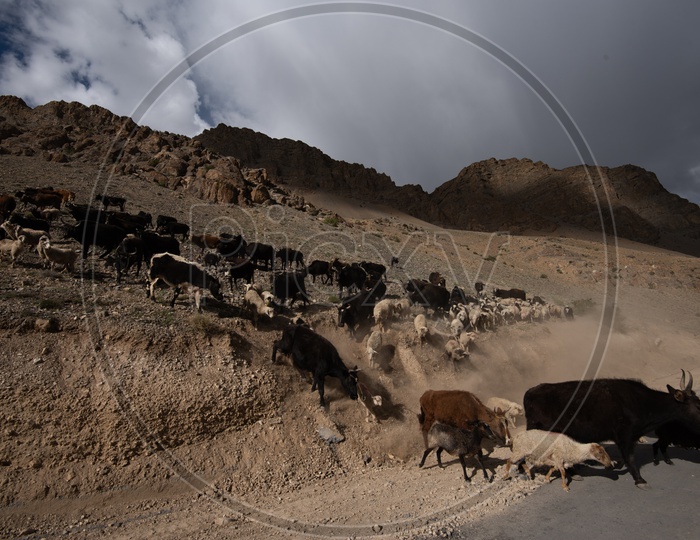 Bisons / Sheeps  in Dunes of Leh or Ladakh with sky as a Background