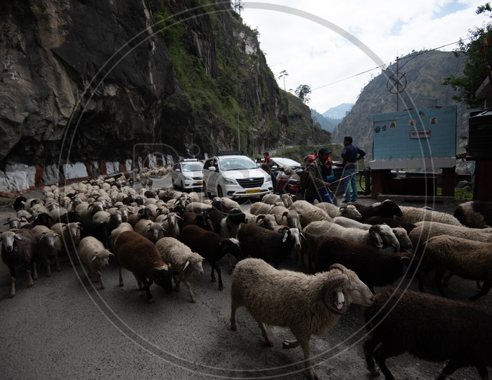 A Flock Of Sheep on Roads of Leh / ladakh