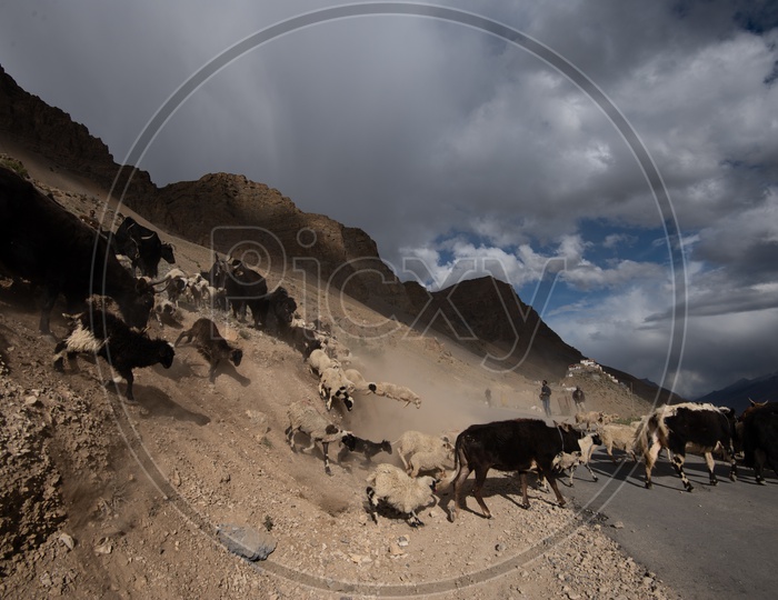 Bisons in Dunes of Leh or Ladakh with sky as a Background