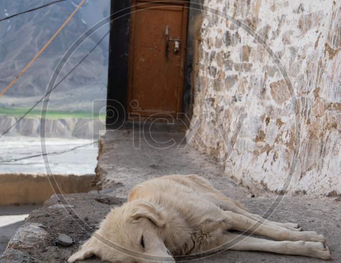 A Dog sleeping on a Door Step with Mountain Dunes in Background