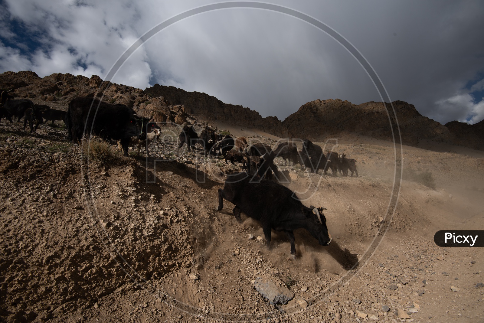 Bisons in Dunes of Leh or Ladakh with Sky  as a Background