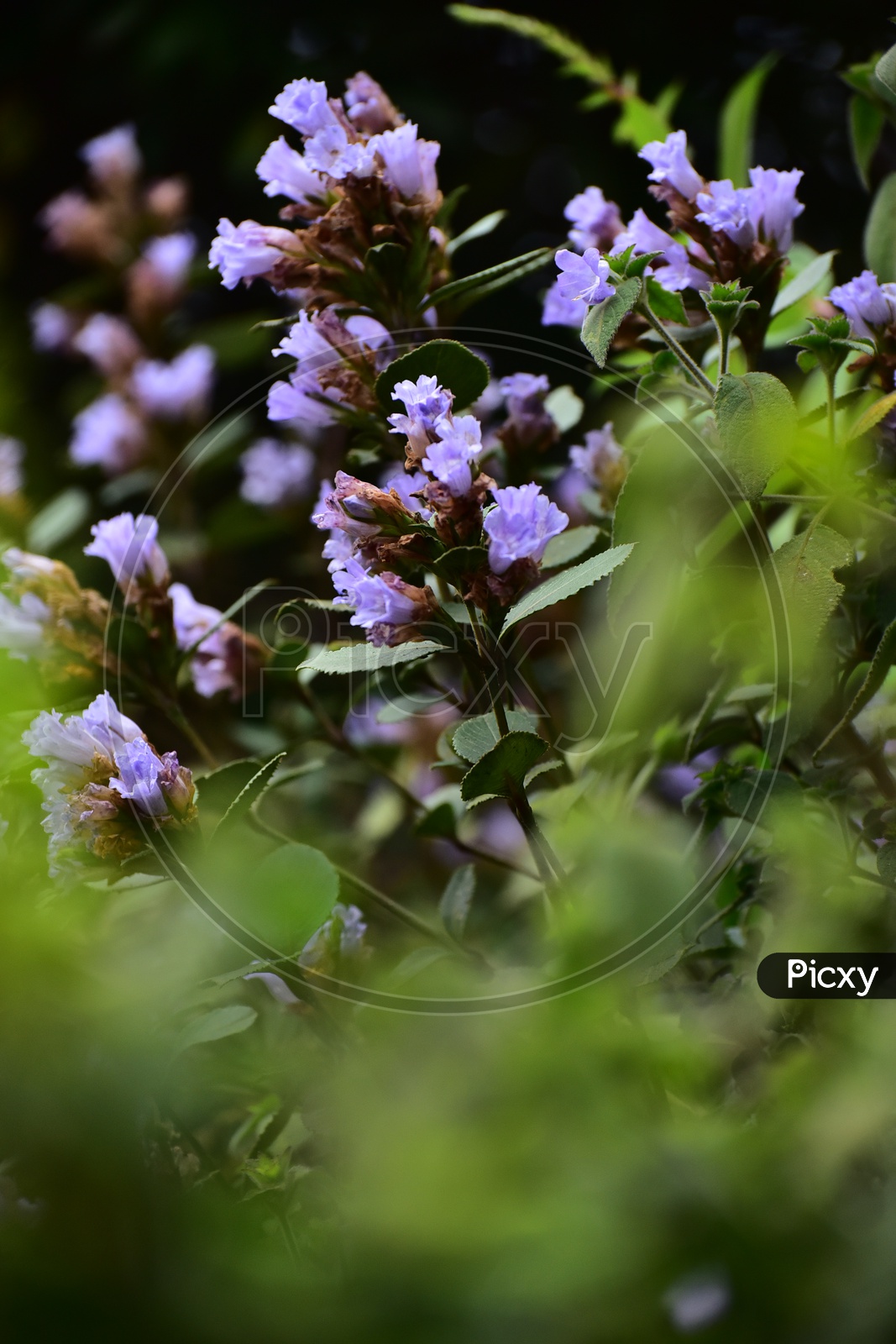 Neelakurinji Flowers