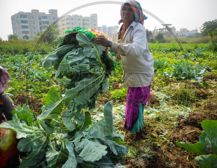 Female farmers, Agriculture, Cauliflower field