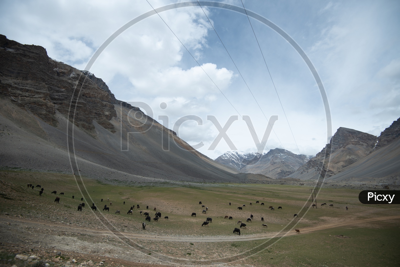 Valleys in Leh / Ladakh with Cattle having feed in Barn Land Grasses