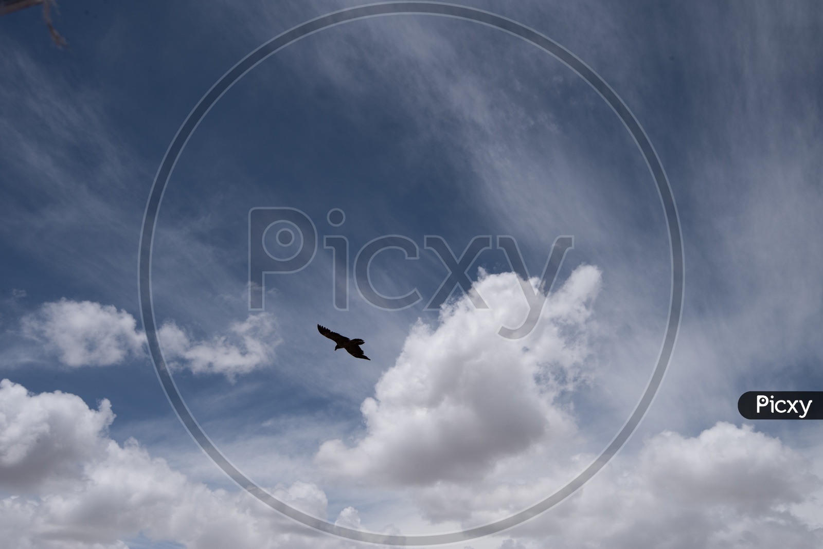 An Eagle flying in Sky With Clouds in Leh / Ladakh