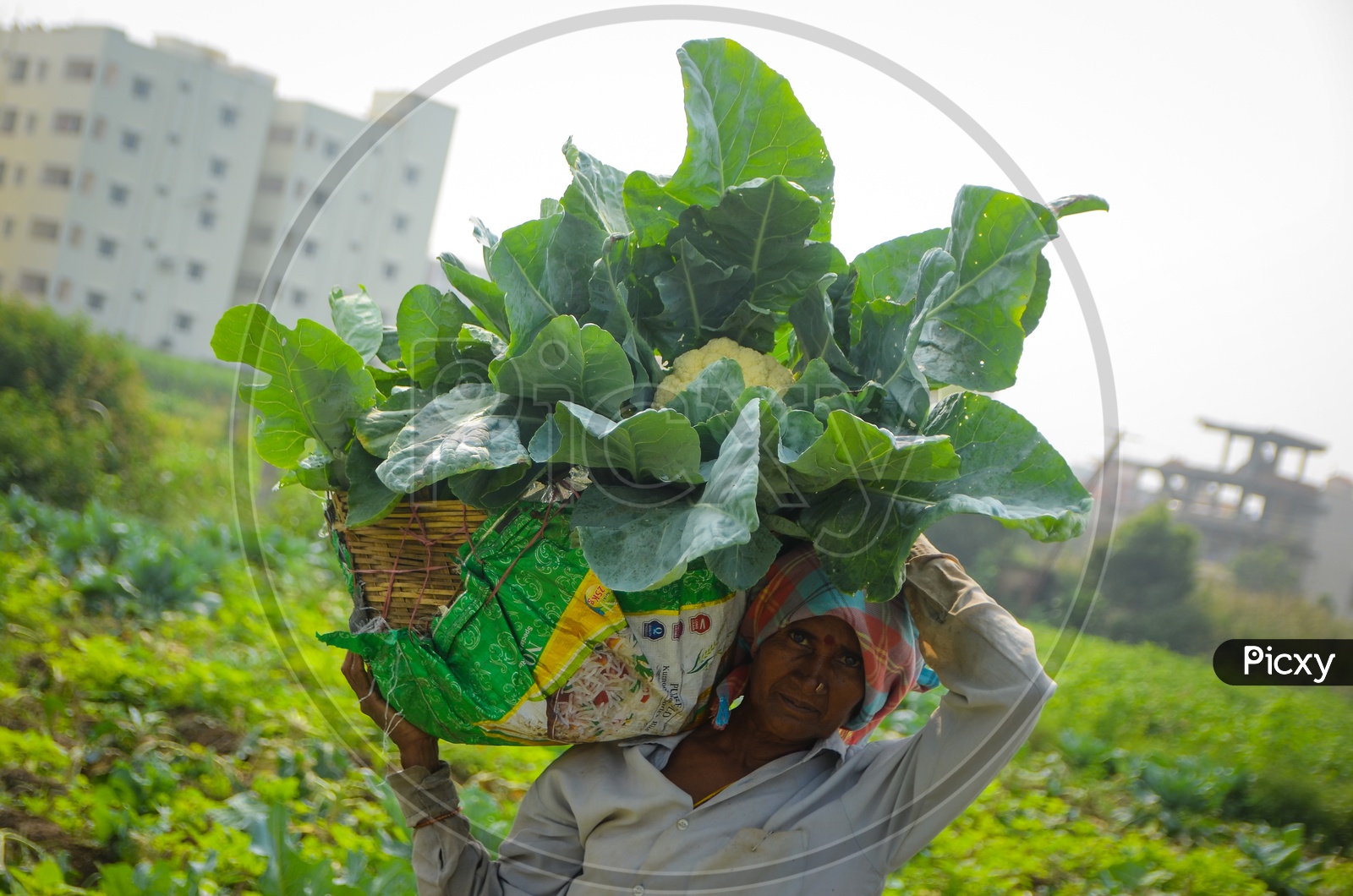 Female farmers, Agriculture, Cauliflower field