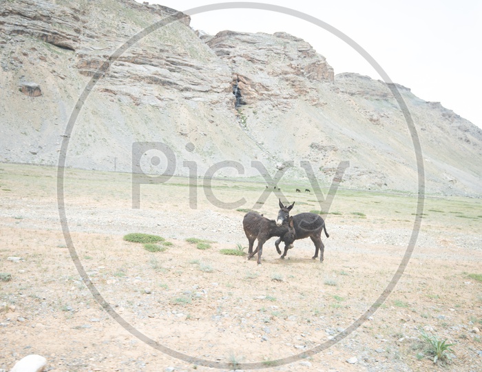 Donkeys / cattle in Valleys of Leh / Ladakh