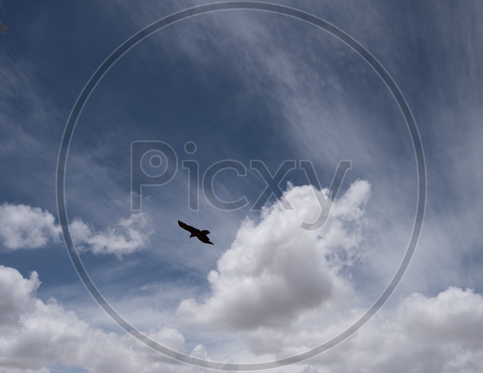 An Eagle flying in Sky With Clouds in Leh / Ladakh