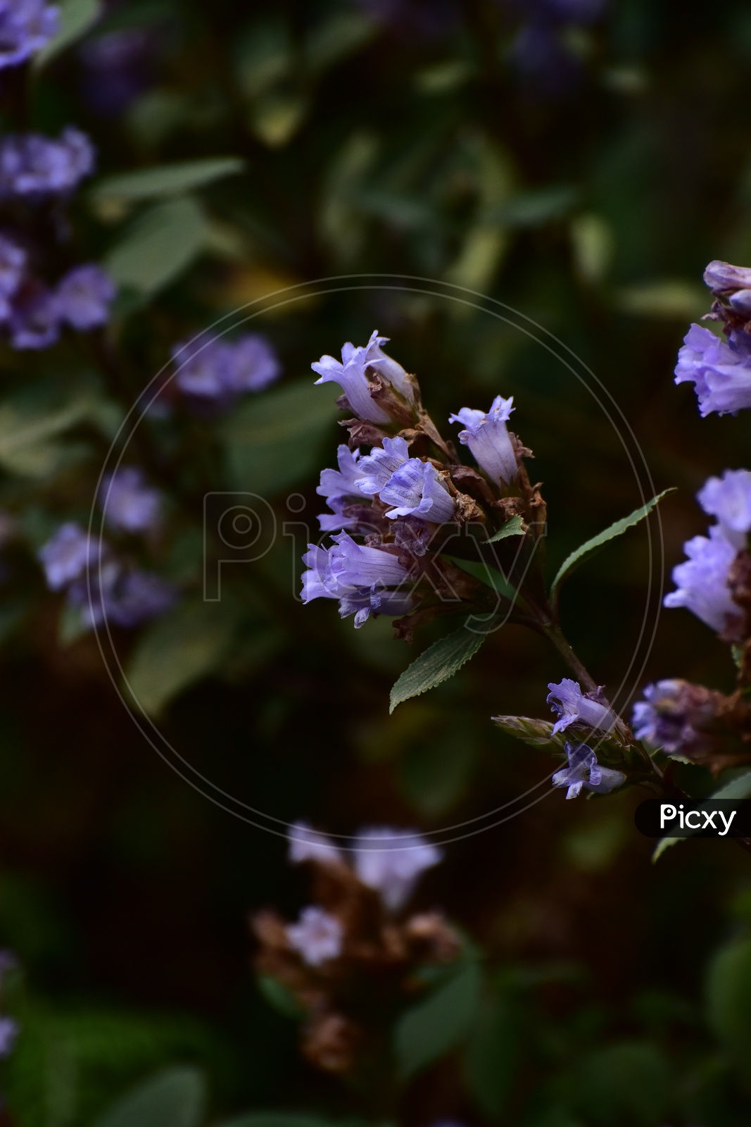 Image of Neelakurinji FlowersRU175019Picxy