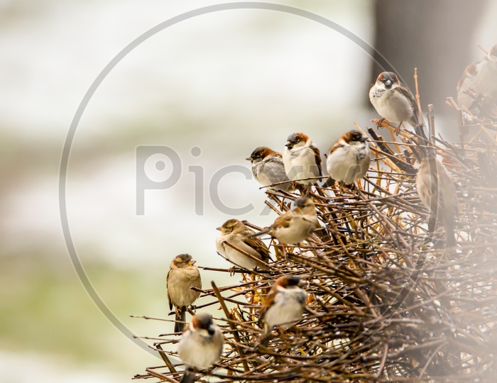Group of sparrows sitting on a dead tree