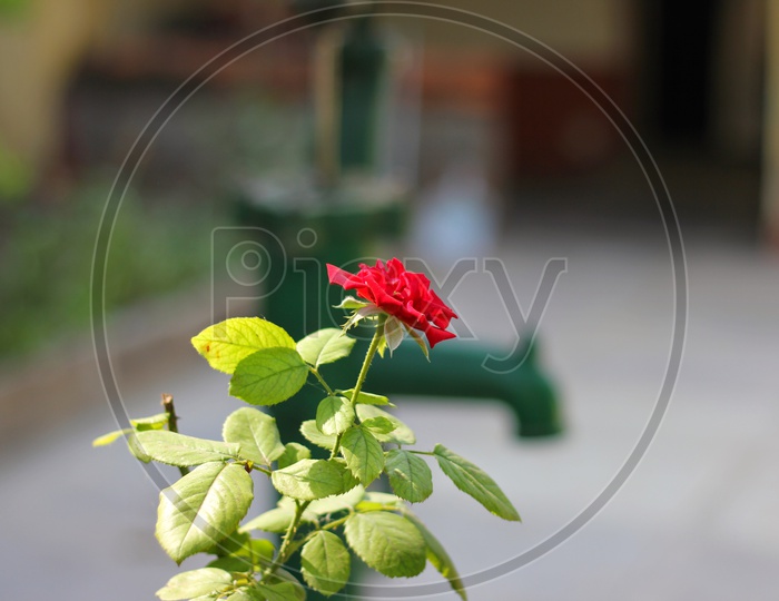 indian rose Flower Closeup Shot