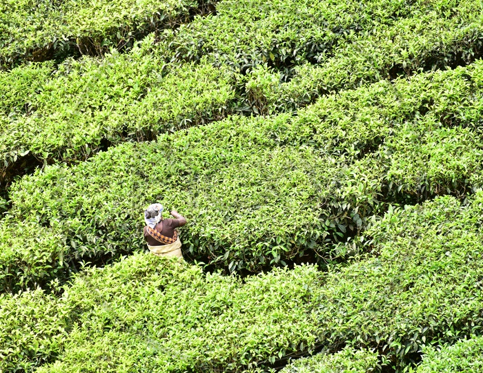 Female Worker Collecting Tea Leaves in Munnar Tea Plantations