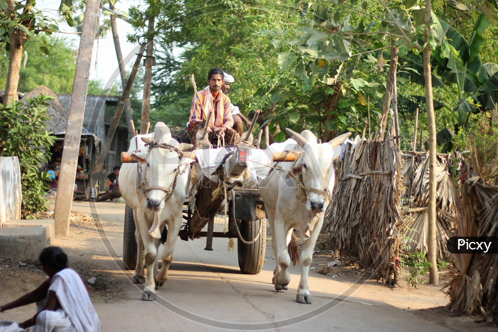 A Indian  man Riding a Bullock Cart On Streets in Villages Of Andhra Pradesh