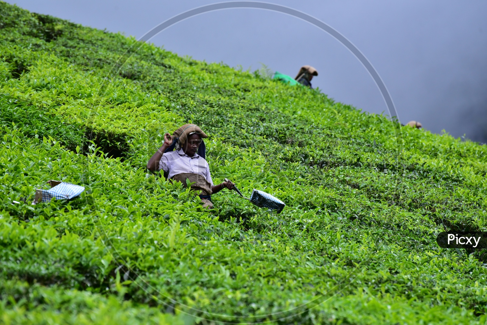 Woman Working at Munnar Tea Plantations