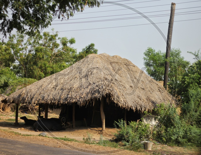 A Thatched Roof Huts In Villages Of Andhra Pradesh in Which  Cattle Will Be Taking Shelter