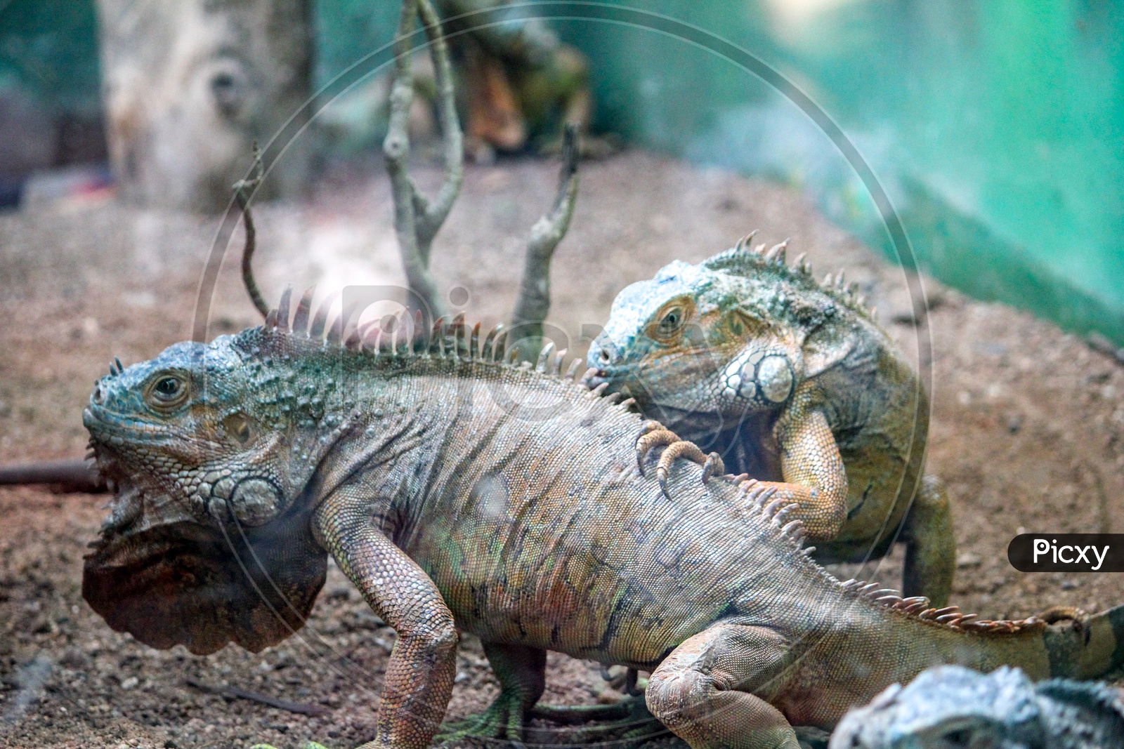 Fan Throated Lizards  in a Zoo Closeup Shot