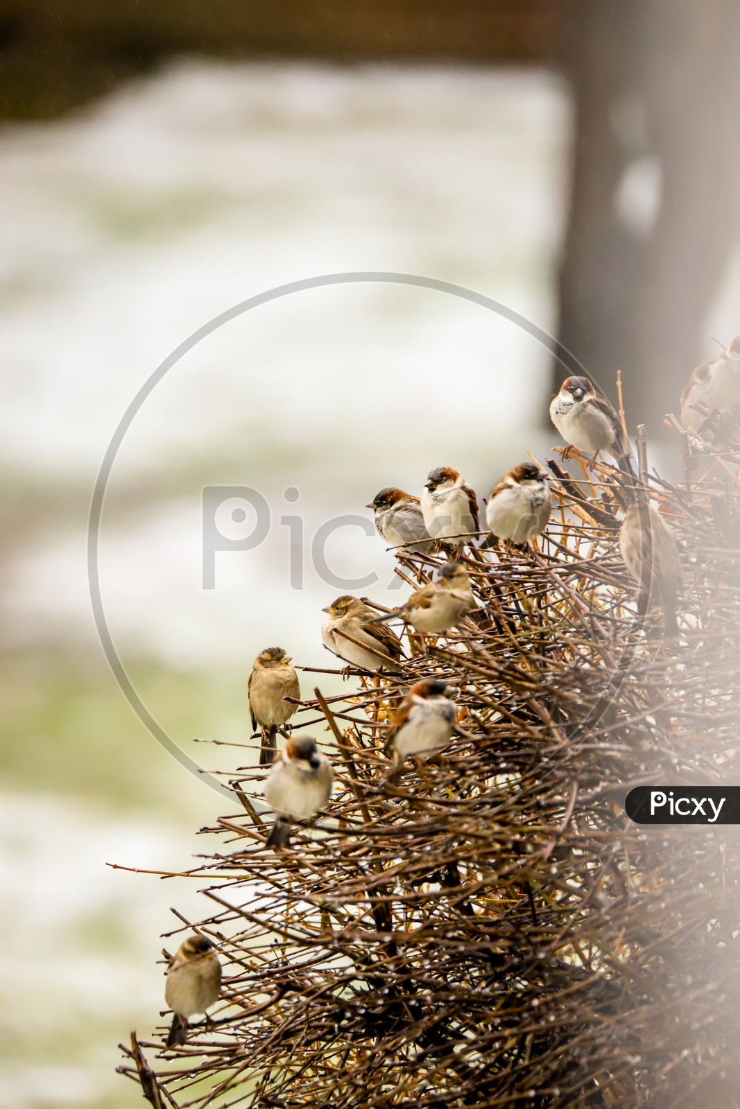 Group of sparrows sitting on a dead tree