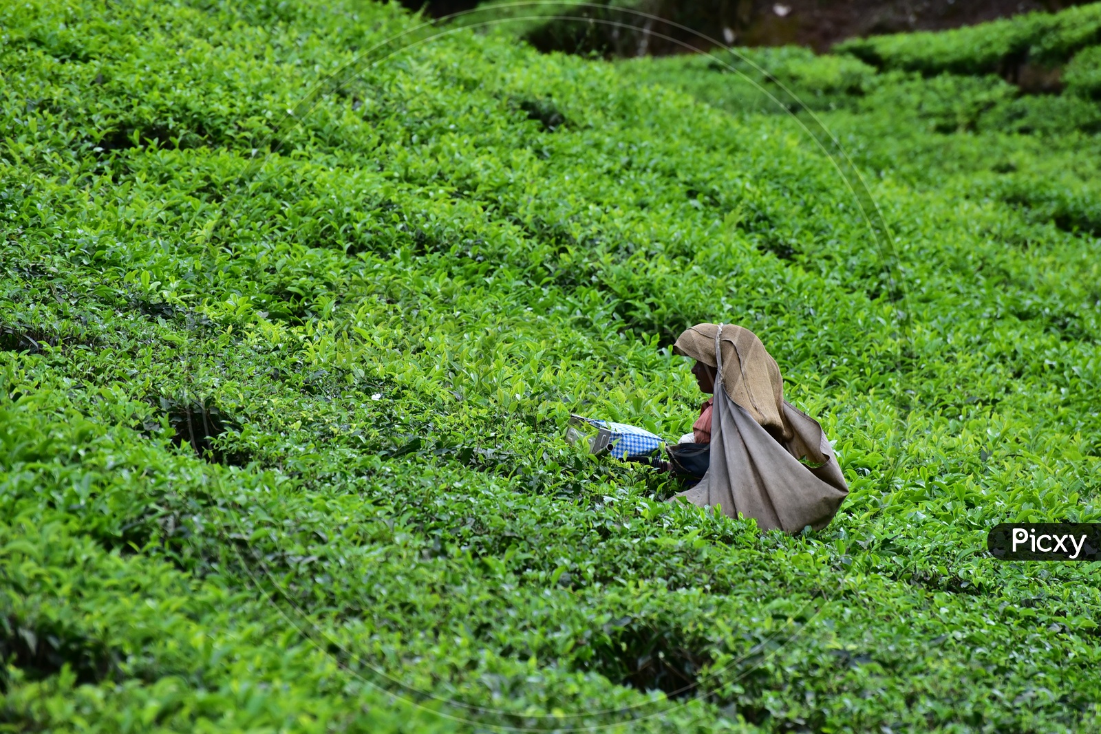 Woman Working at Munnar Tea Plantations