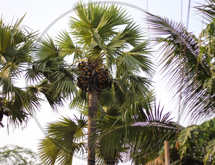 A Palm Tree in Villages Of Andhra Pradesh With Fruits On them
