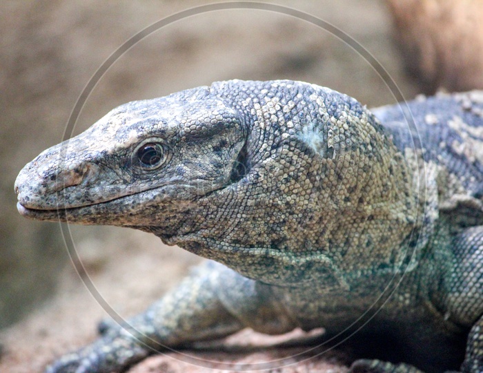 Komodo dragon Closeup Shot