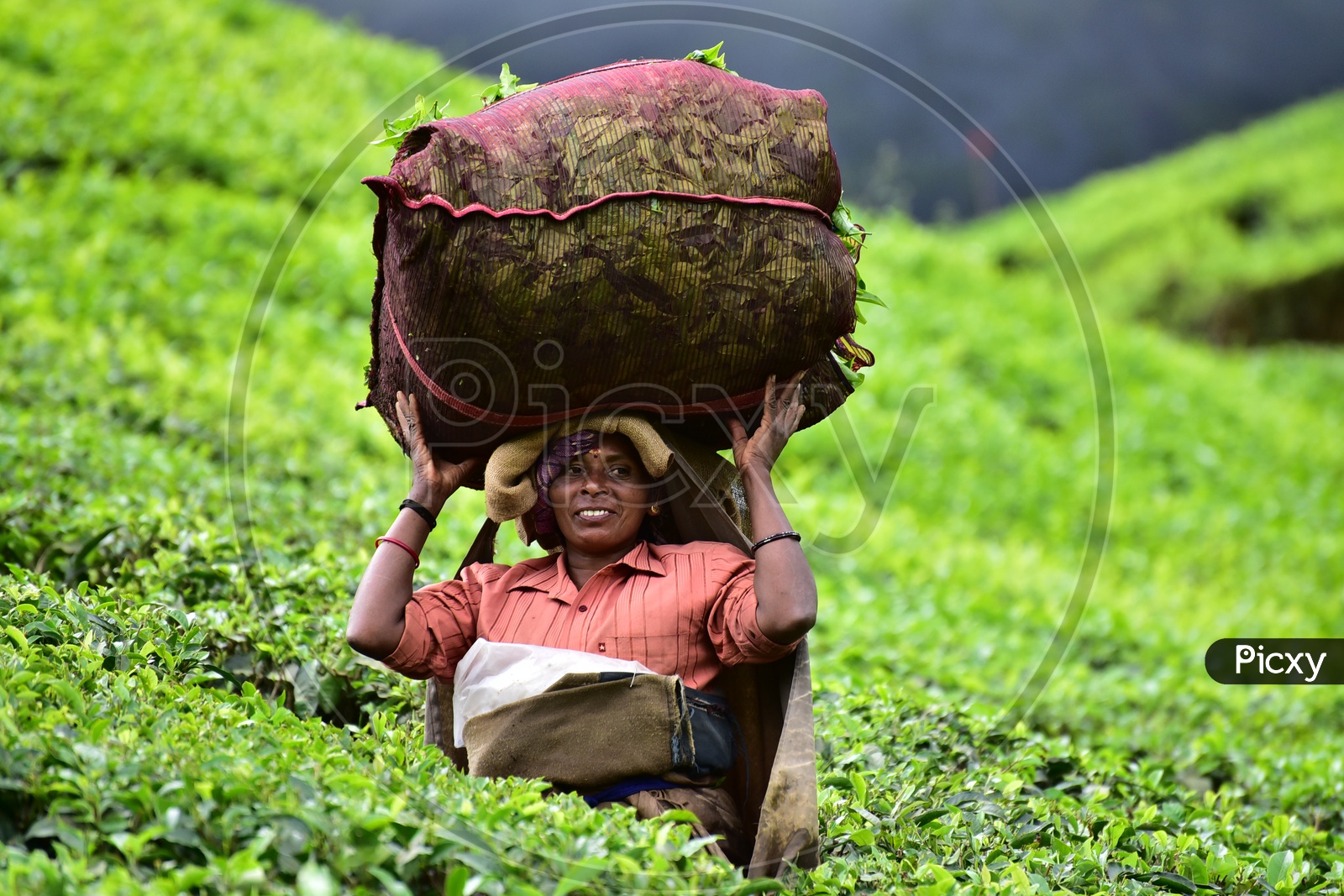 Female worker carrying Tea Bag on her Head in Munnar Tea Plantations