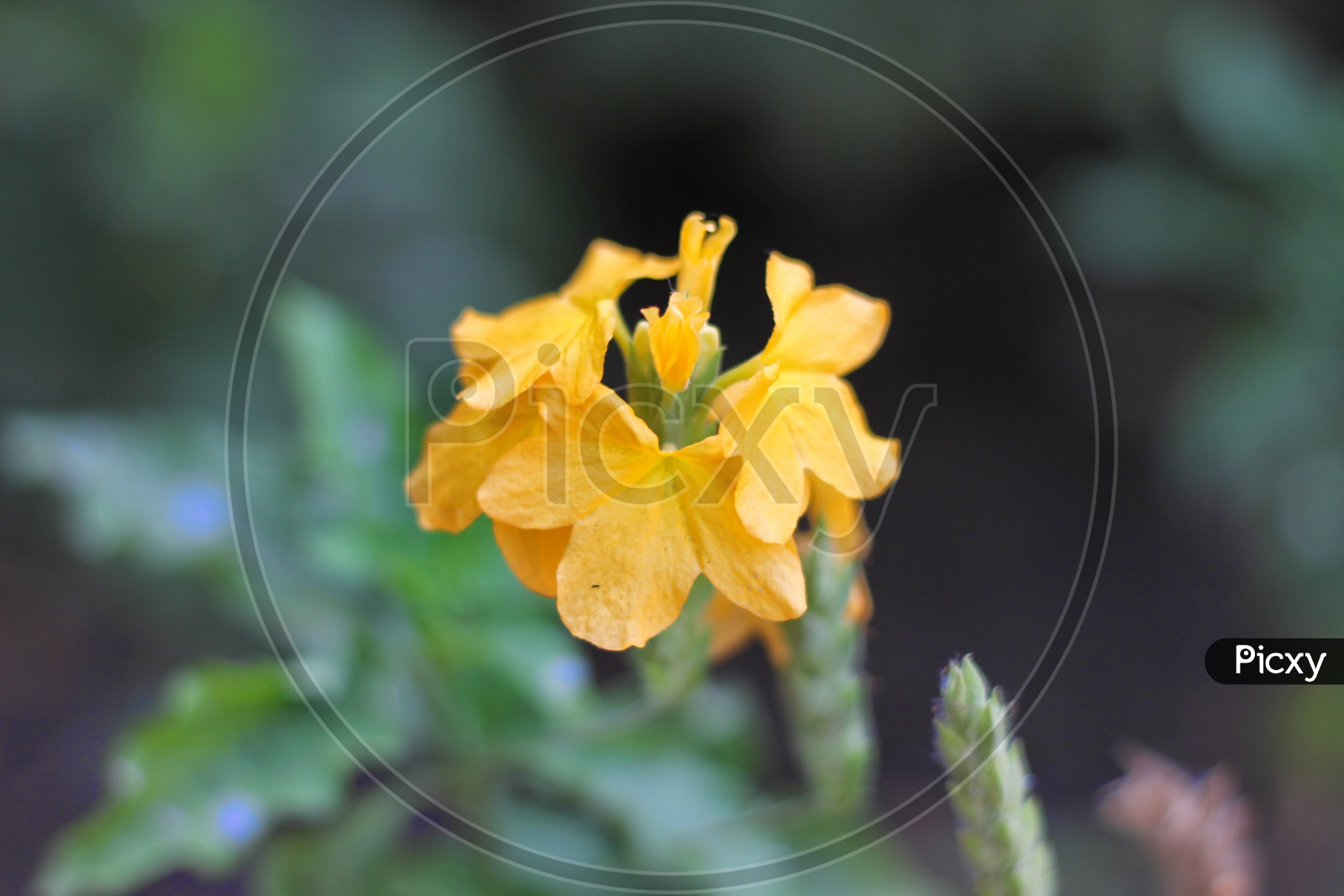 Crossandhra Infundibuliformis / Fire Cracker Flower