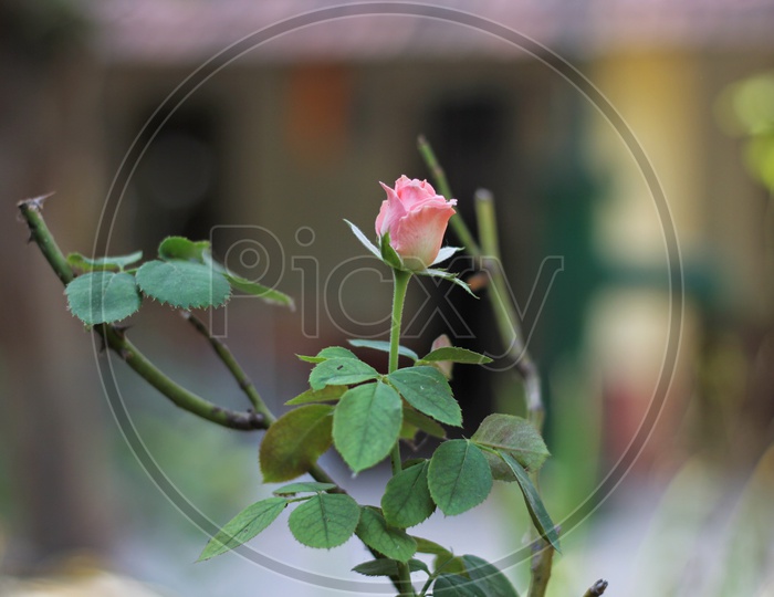 Indian Pink Rose Flower On Tree Closeup Shot